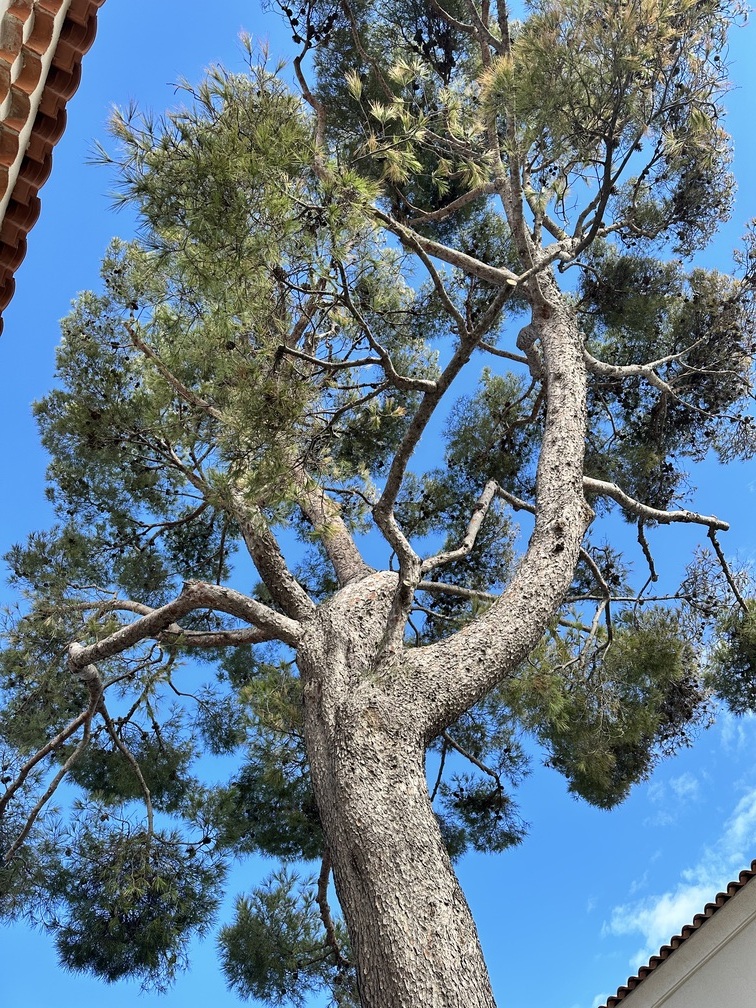 Elagage d’un Pin Parasol et d’un Pin d’Alep – Carry-le-Rouet
