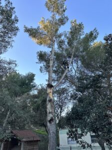 Abbattage d’un pin sur la commune de St Mitre les Remparts