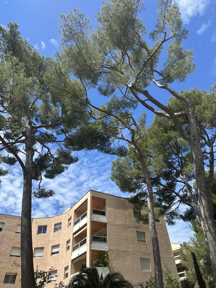Chantier d’élagage de Pins à Marseille
