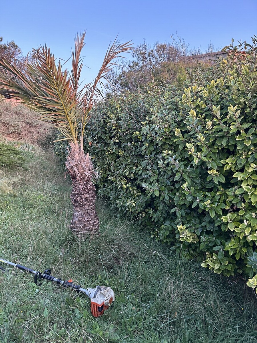 Remise en État d’un Jardin à La Couronne