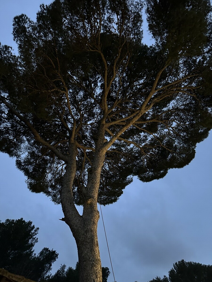  L’élagage d’un pin à Martigues – Une intervention réussie par Atout’Arbres