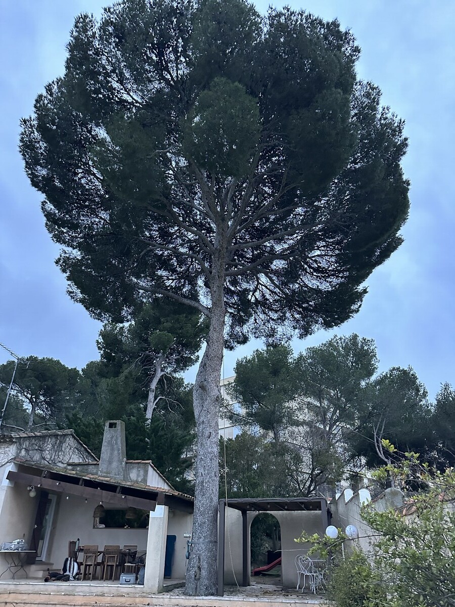 L’élagage d’un pin à Martigues – Une intervention réussie par Atout’Arbres