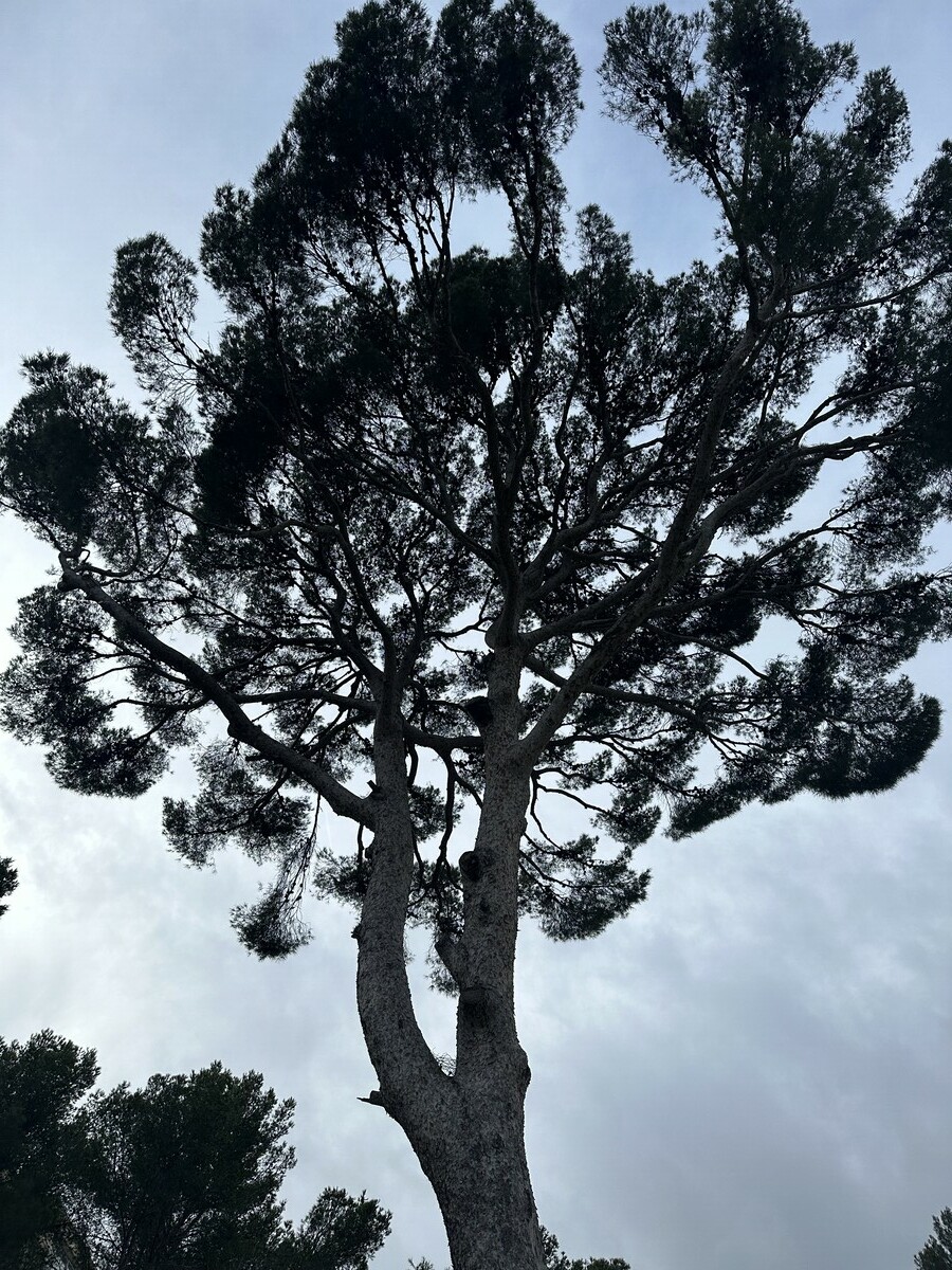  L’élagage d’un pin à Martigues – Une intervention réussie par Atout’Arbres