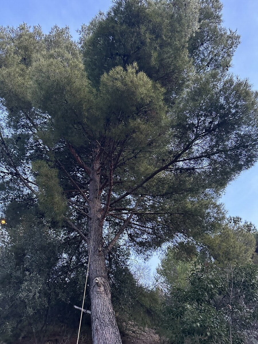 Avant-après de l’élagage d’un pin à Rognac