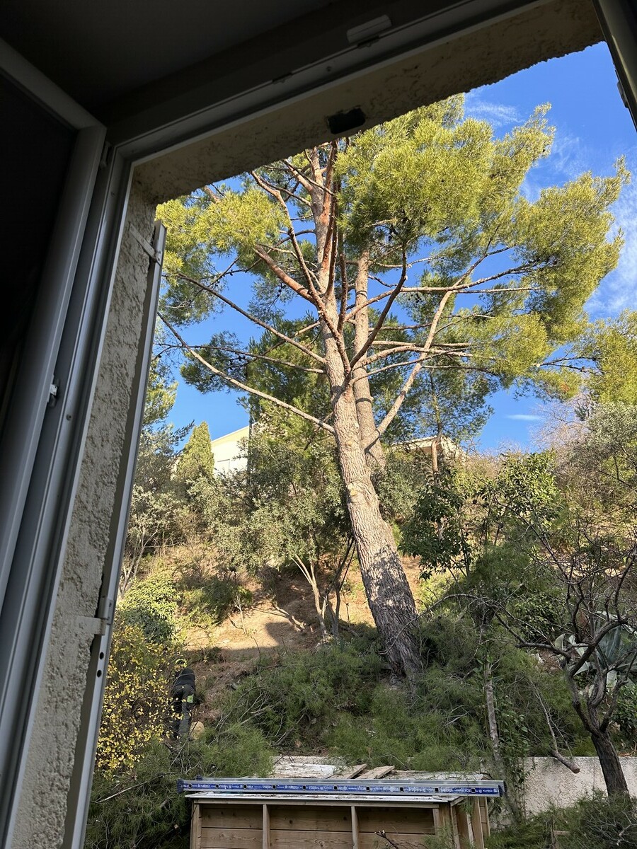 Avant-après de l’élagage d’un pin à Rognac