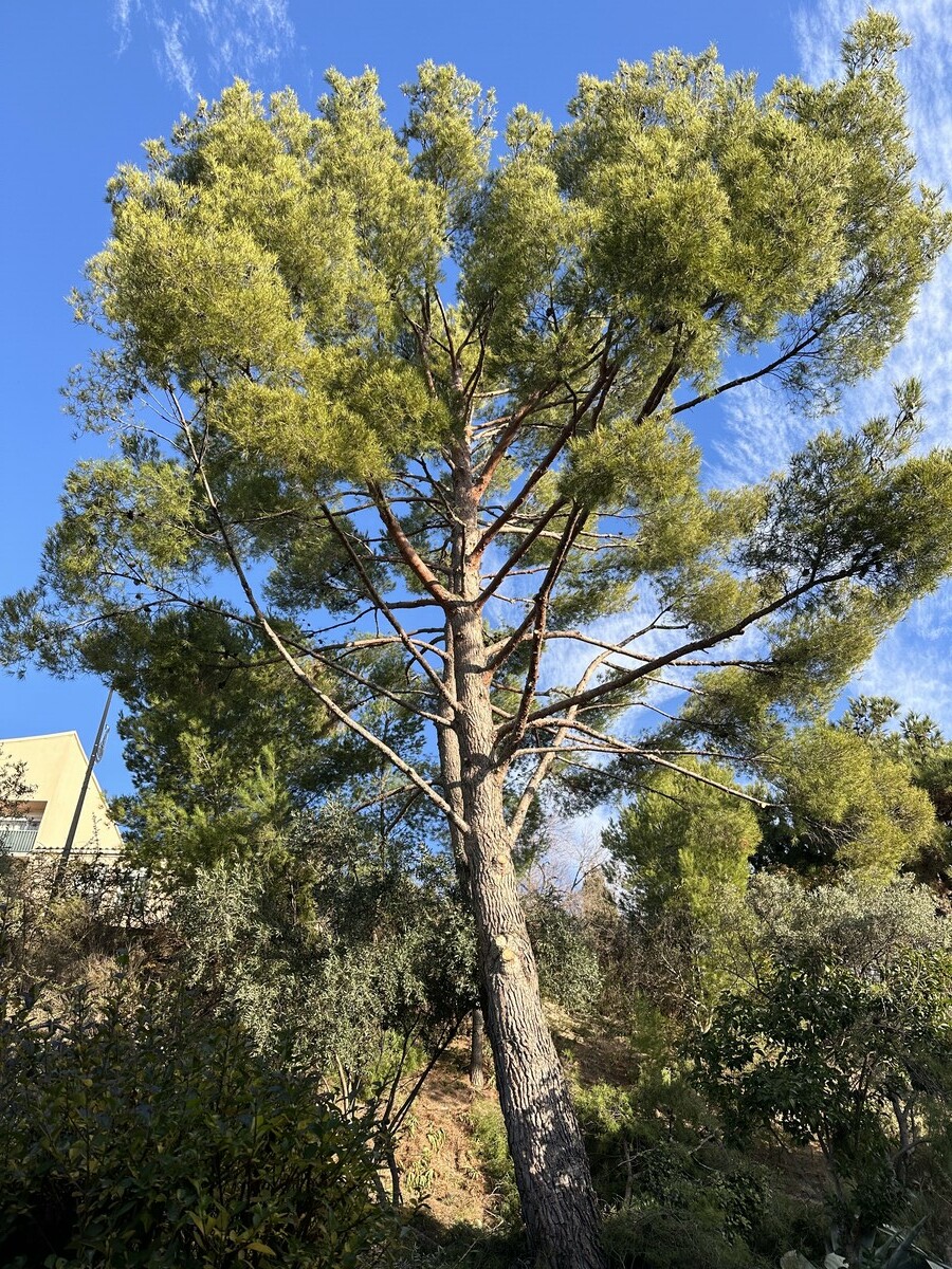 Avant-après de l’élagage d’un pin à Rognac