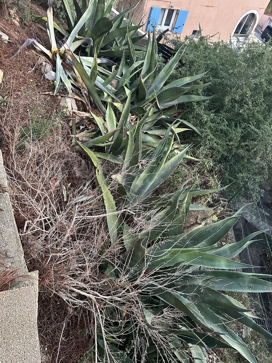 Élagage d&rsquo;un petit pin et entretien de colline à Martigues