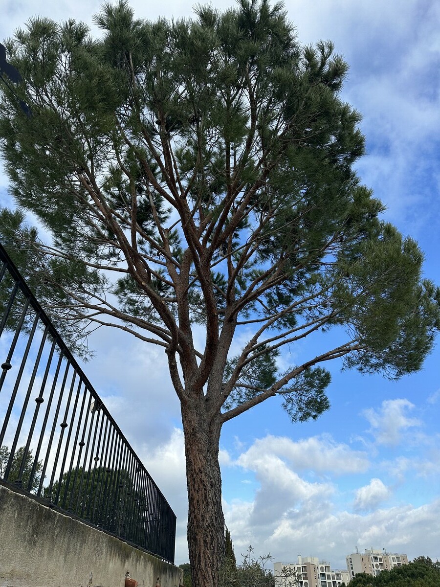 Élagage d&rsquo;un petit pin et entretien de colline à Martigues