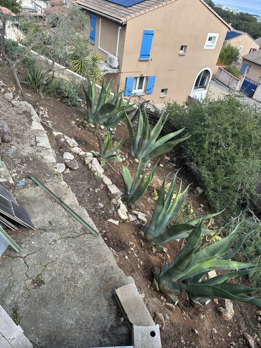 Élagage d&rsquo;un petit pin et entretien de colline à Martigues