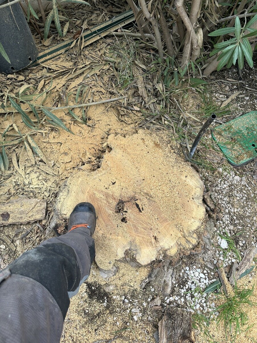 Rognage de souches à Carry-le-Rouet