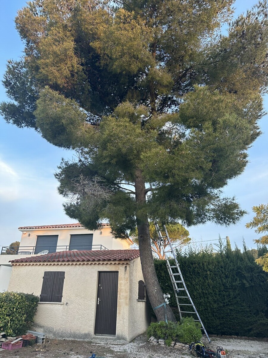 Abattage de pin à Sausset-les-Pins : expertise professionnelle avec Atout’Arbres