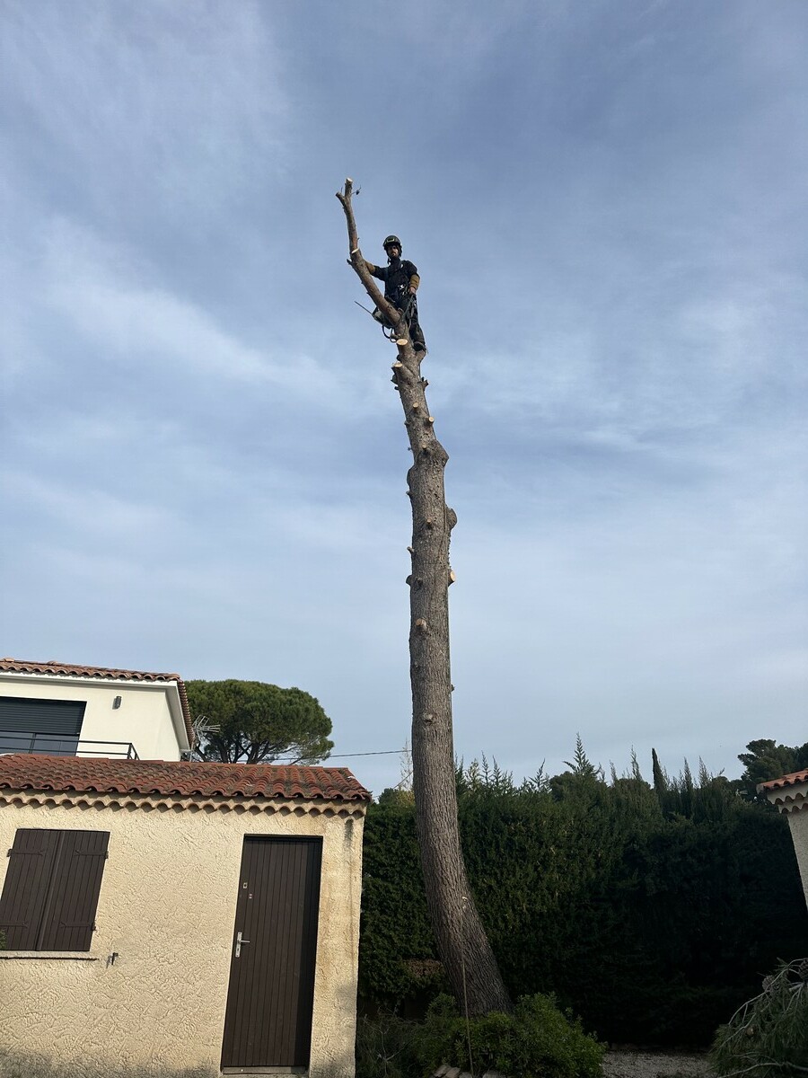 Abattage de pin à Sausset-les-Pins : expertise professionnelle avec Atout’Arbres