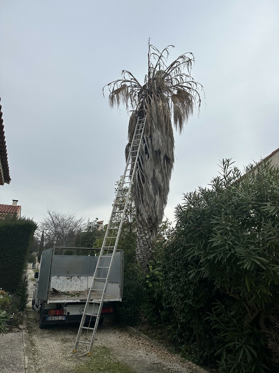 Abattage d’un Pin à Sausset-les-Pins : Une Intervention Nécessaire