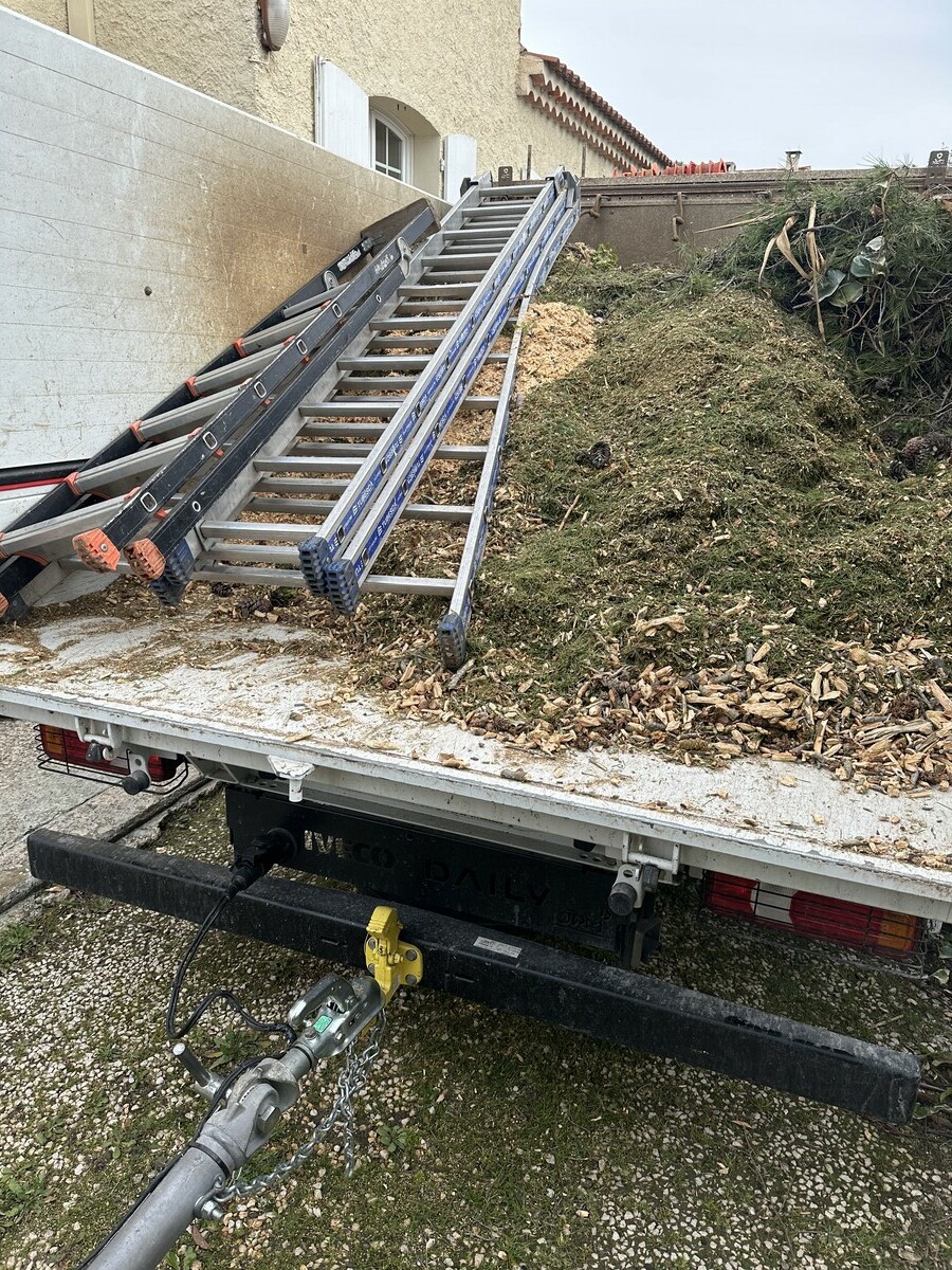 Abattage d’un palmier Washingtonia mort sur pied suite à une infestation