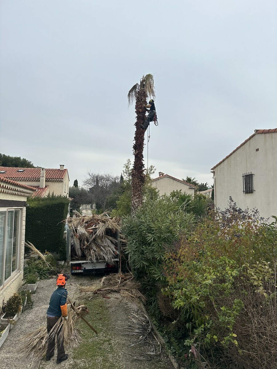 Abattage d’un palmier Washingtonia mort sur pied suite à une infestation
