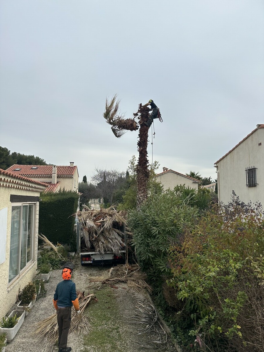 Abattage d’un palmier Washingtonia mort sur pied suite à une infestation