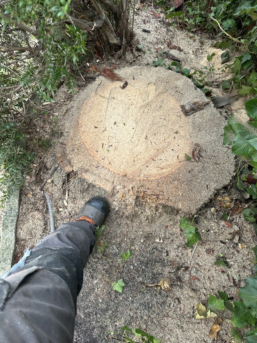 Abattage d’un palmier Washingtonia mort sur pied suite à une infestation