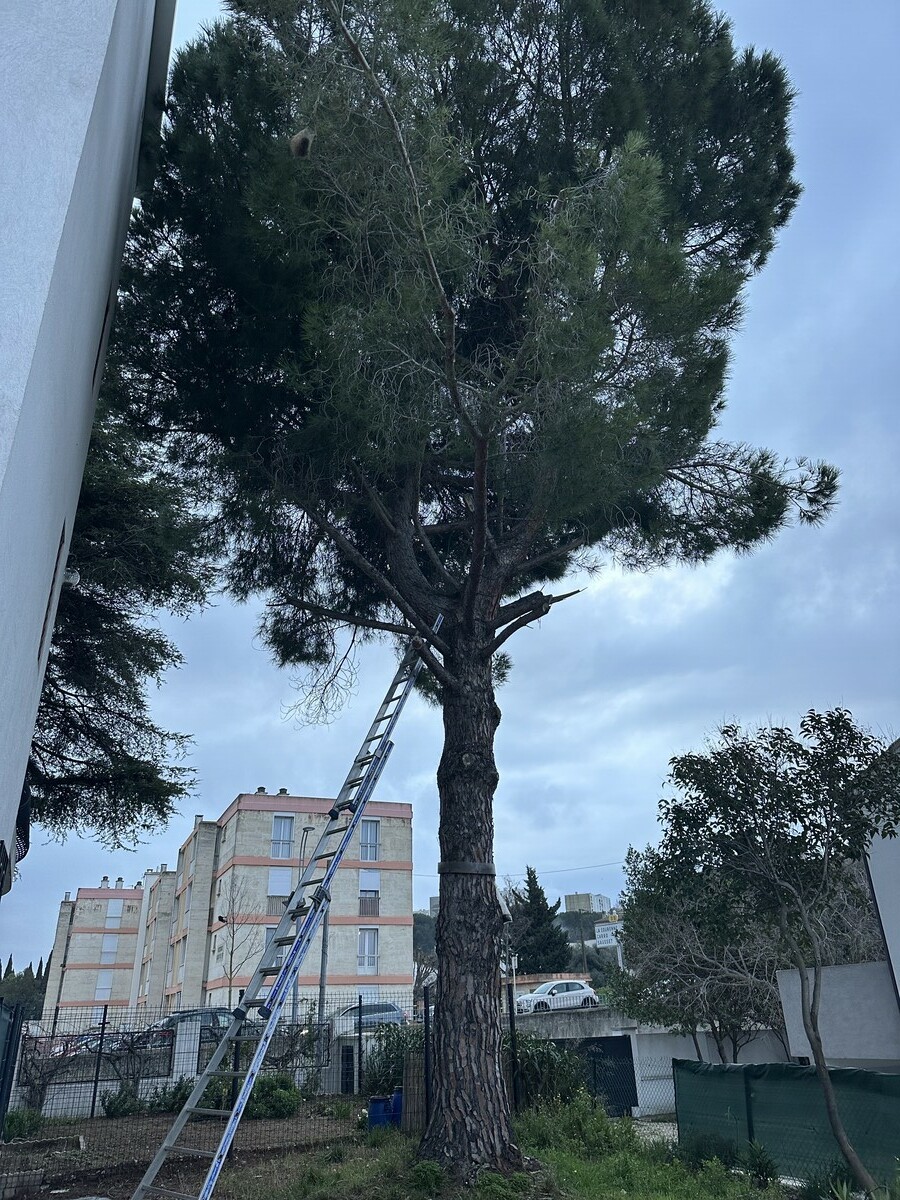 Abattage d’un pin parasol infesté de chenilles processionnaires à Martigues : une intervention nécessaire