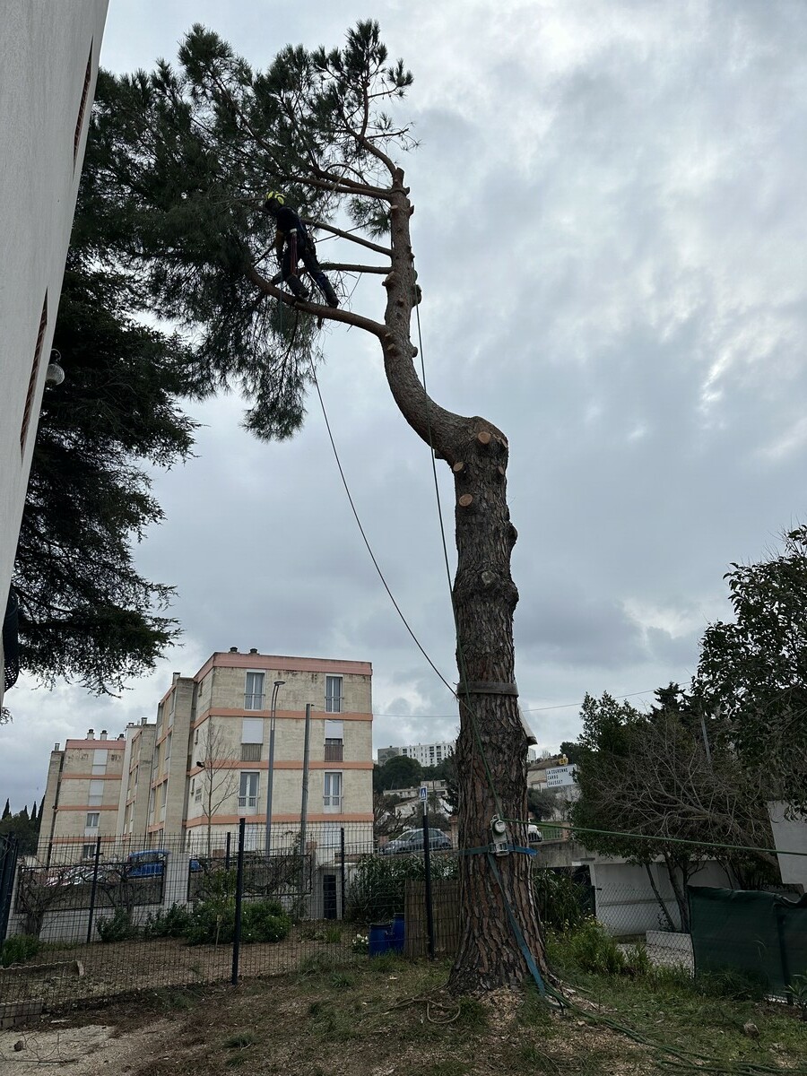 Abattage d’un pin parasol infesté de chenilles processionnaires à Martigues : une intervention nécessaire