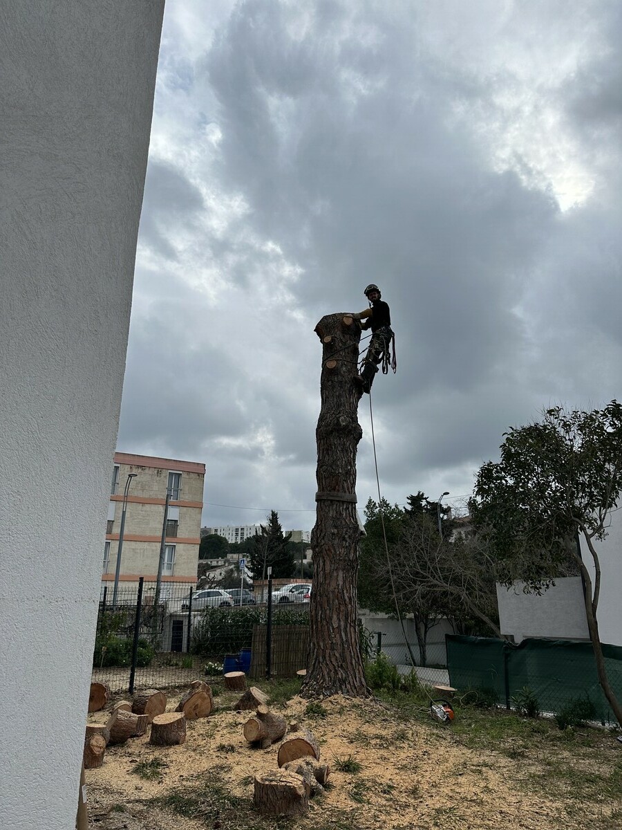 Abattage d’un pin parasol infesté de chenilles processionnaires à Martigues : une intervention nécessaire