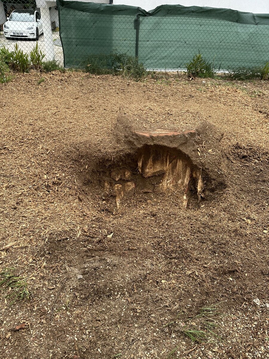 Rognage de souche : une solution efficace pour un terrain propre et sécurisé