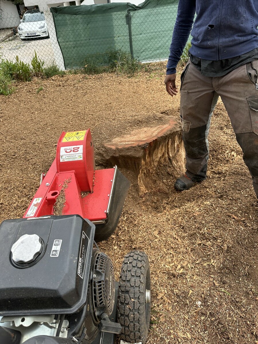 Rognage de souche : une solution efficace pour un terrain propre et sécurisé