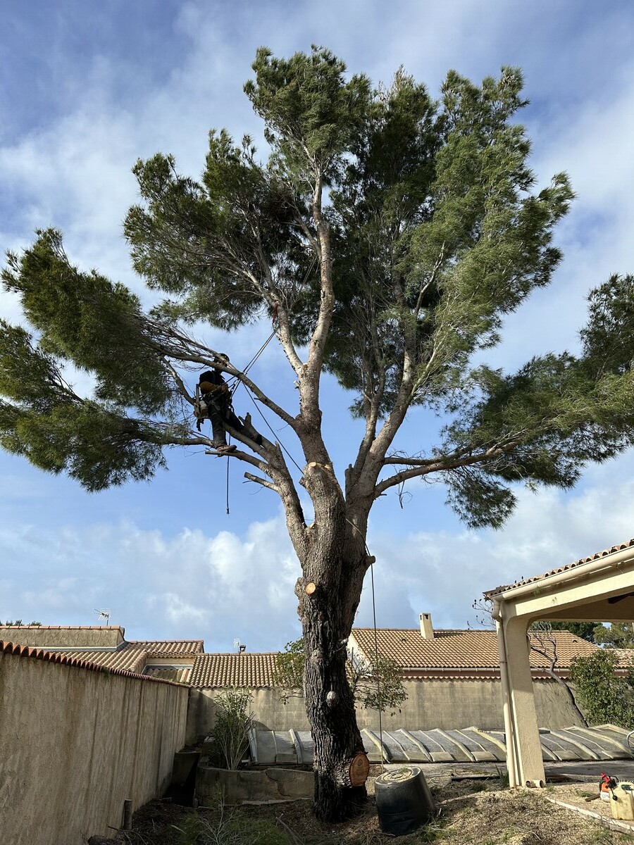 Abattage d’un pin en zone résidentielle à Sausset-les-Pins