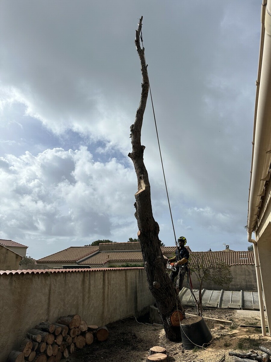 Abattage d’un pin en zone résidentielle à Sausset-les-Pins