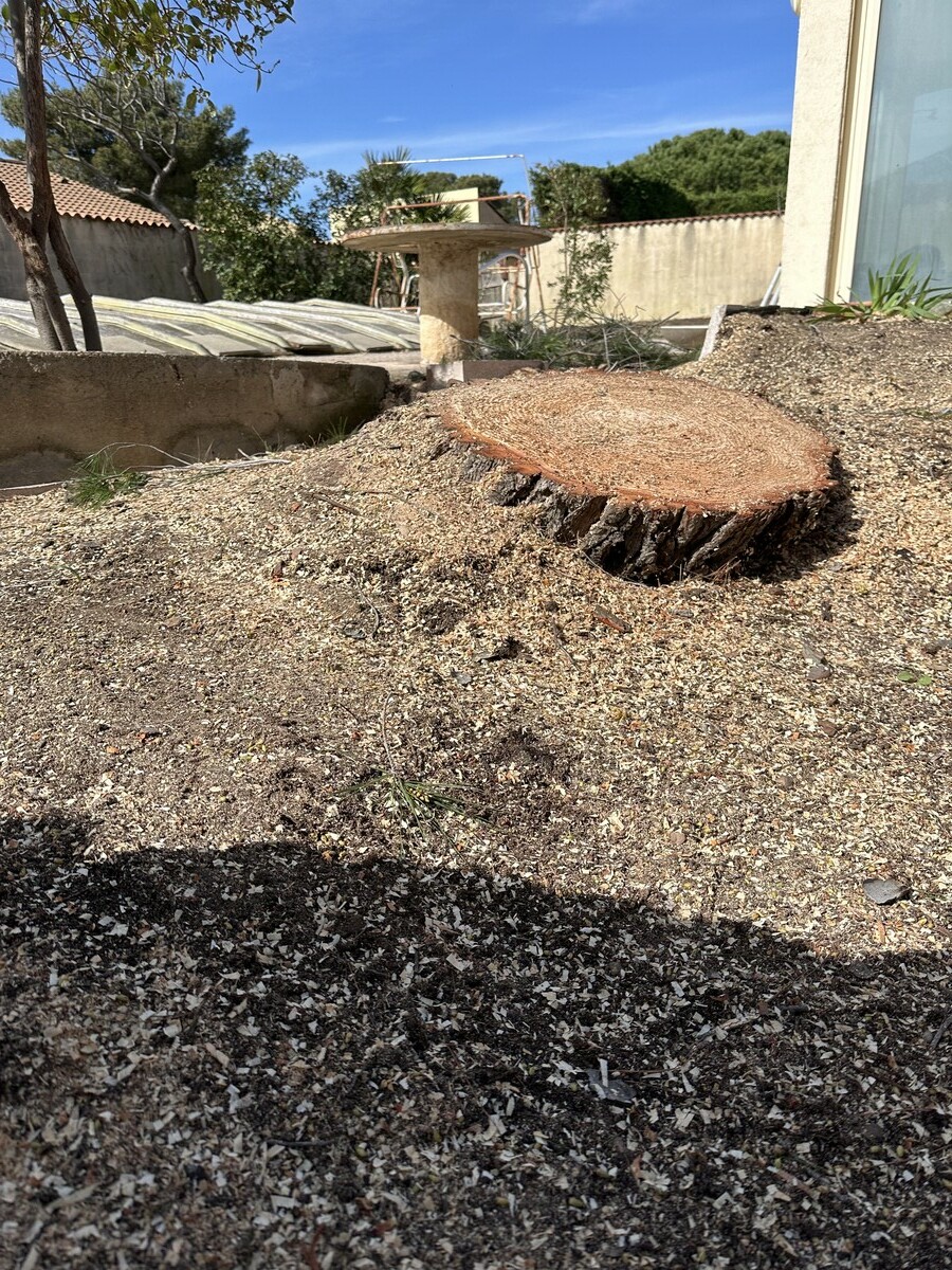 Abattage d’un pin en zone résidentielle à Sausset-les-Pins