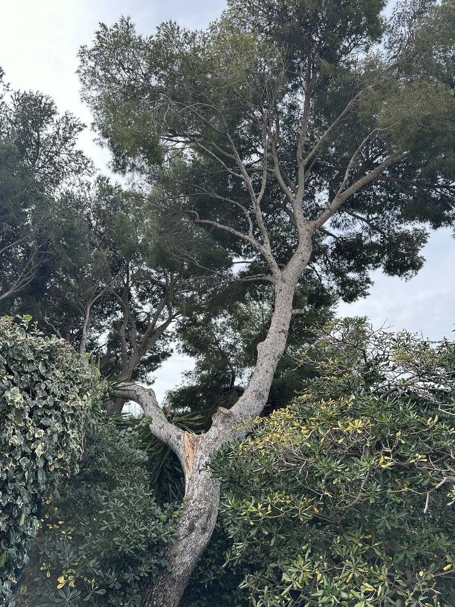 Intervention urgente sur un pin fendu en deux : sécurisation immédiate à Ensues-la-Redonne