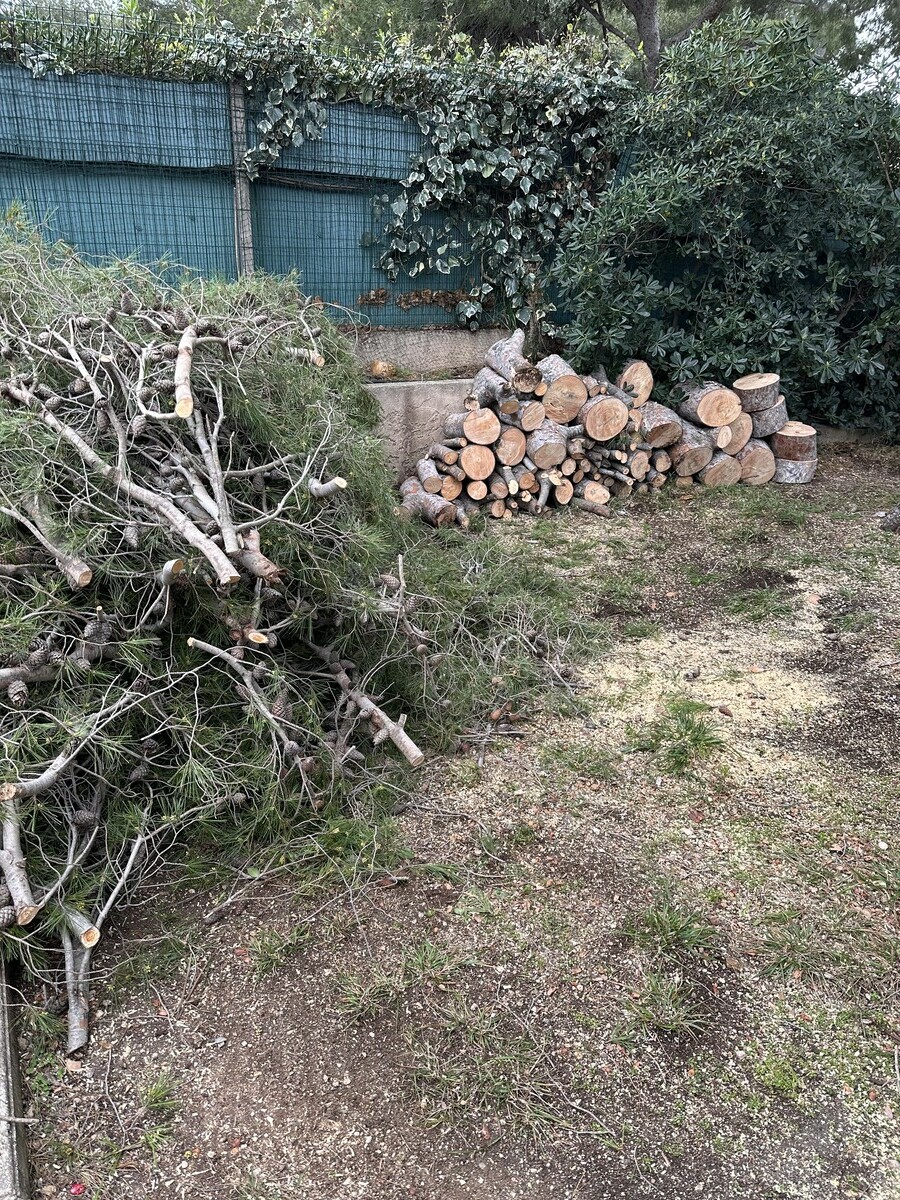 Intervention urgente sur un pin fendu en deux : sécurisation immédiate à Ensues-la-Redonne