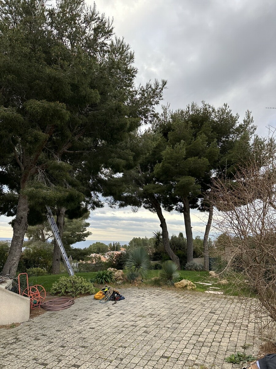 quand la lumière revient au jardin