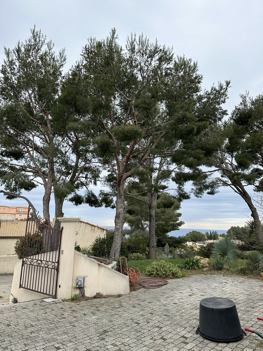 Avant / Après : élagage de pins à Ensues-la-Redonne