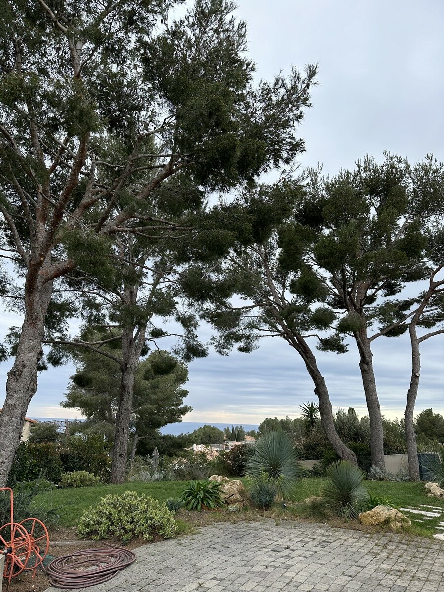 quand la lumière revient au jardin