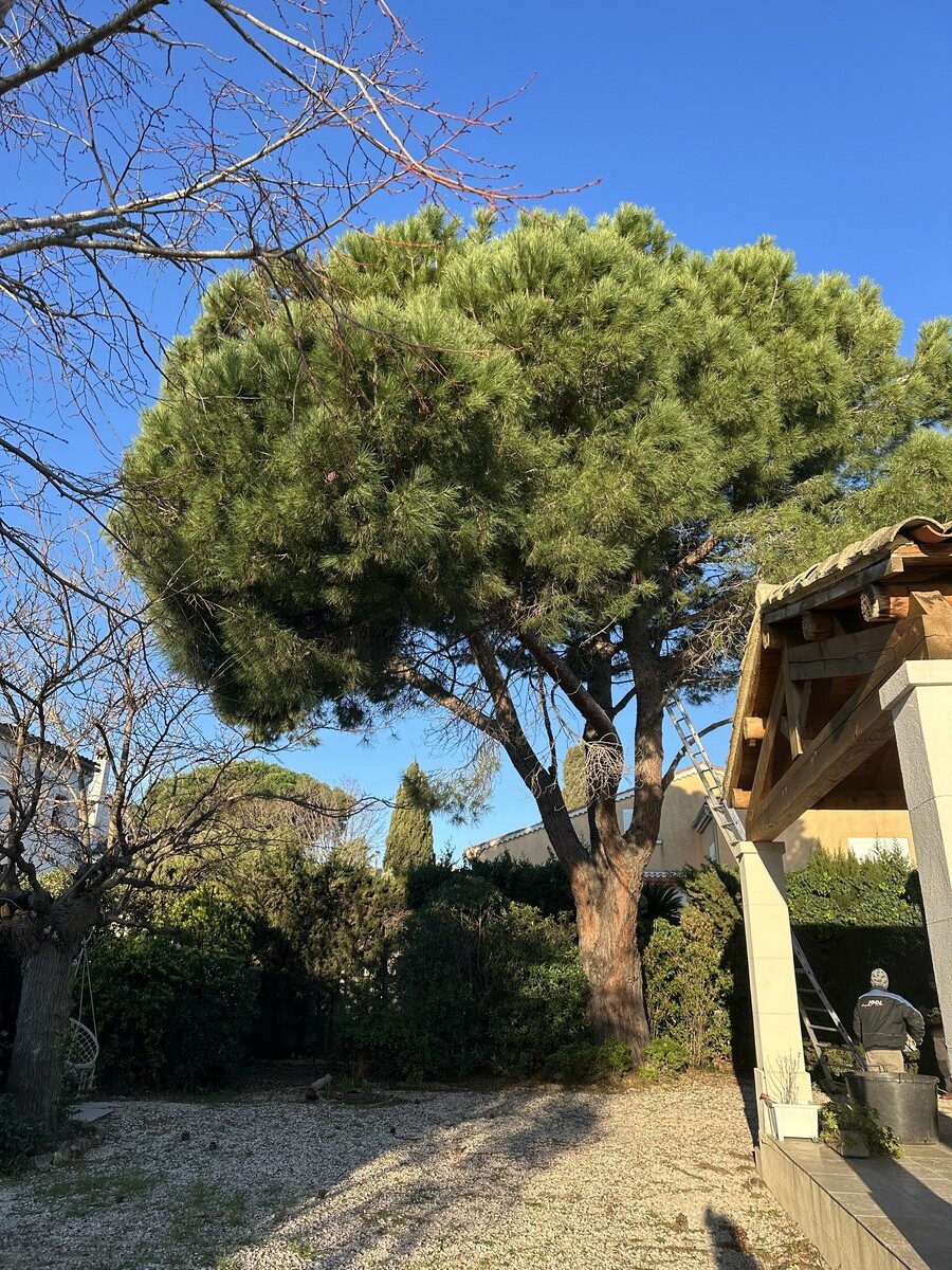 Élagage d’un pin parasol à Martigues : on fait respirer le jardin