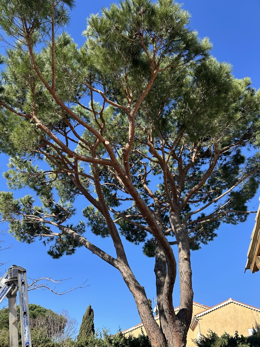 Élagage d’un pin parasol à Martigues : on fait respirer le jardin