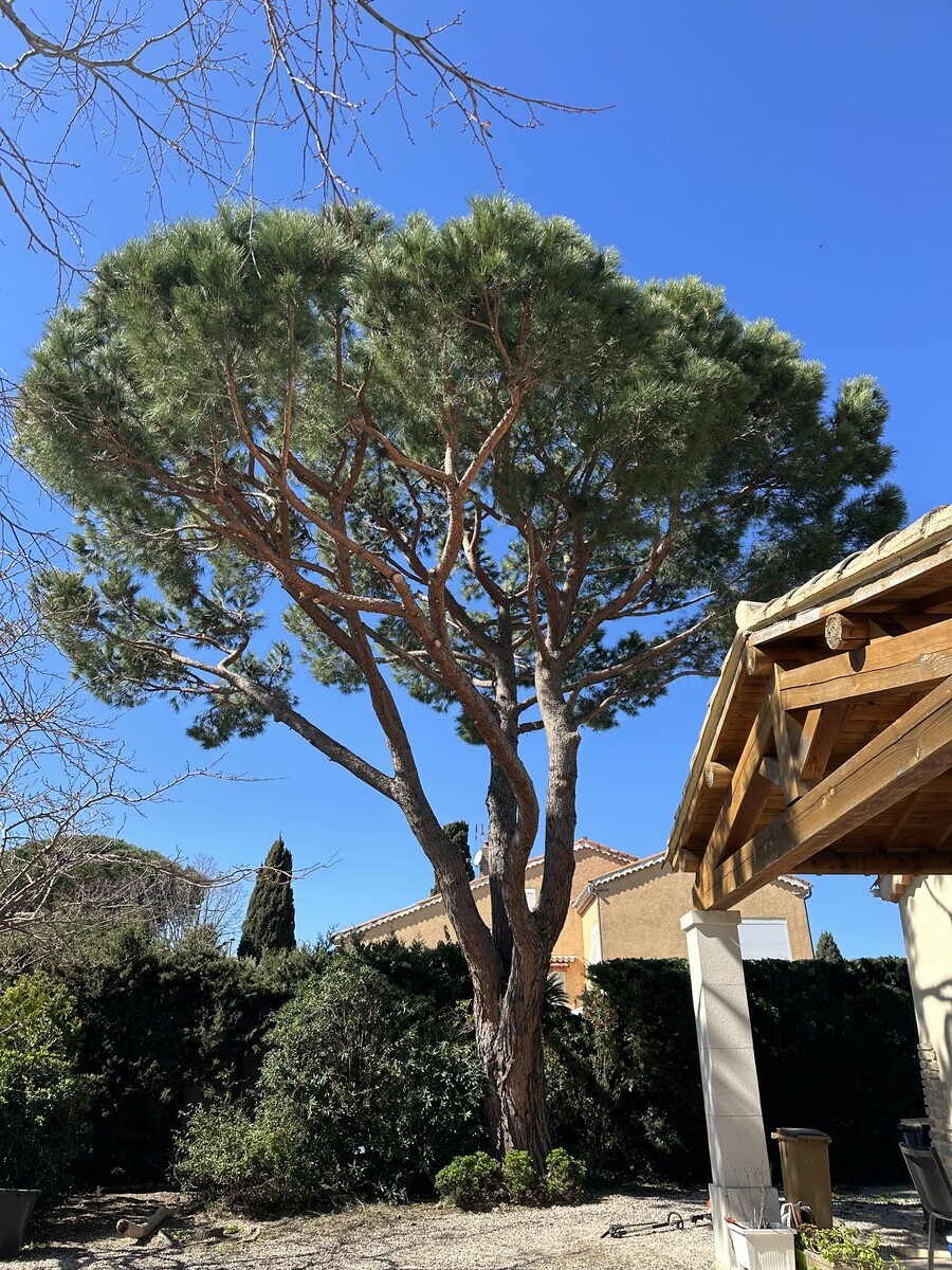 Élagage d’un pin parasol à Martigues : on fait respirer le jardin