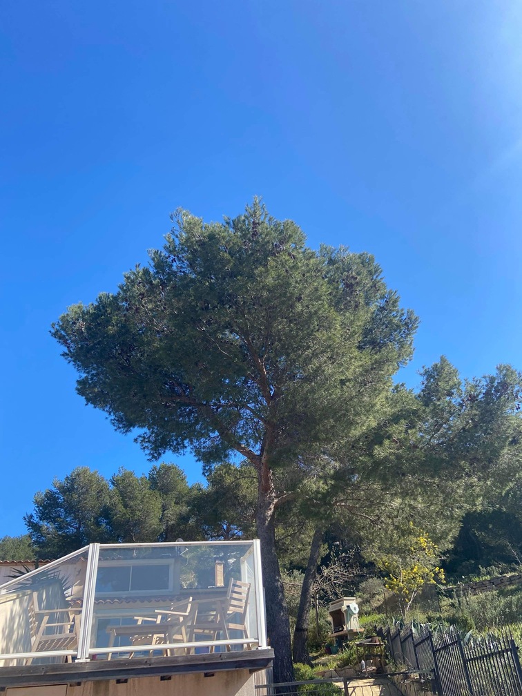 Avant – Abattage par démontage de Pins à Martigues