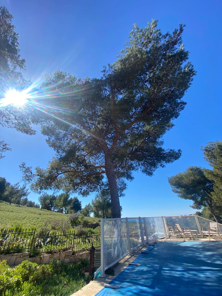 Avant – Abattage par démontage de Pins à Martigues