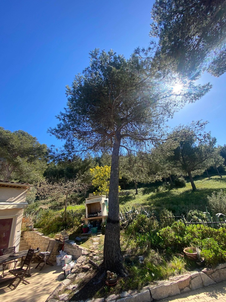 Avant – Abattage par démontage de Pins à Martigues