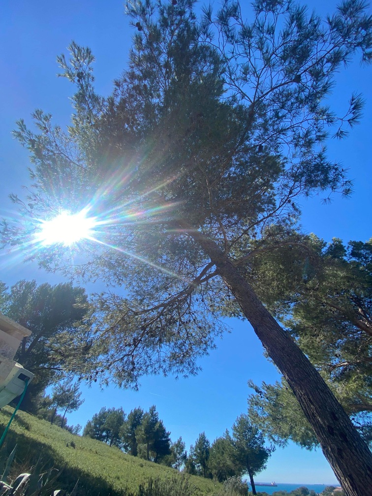 Après – Abattage par démontage de Pins à Martigues