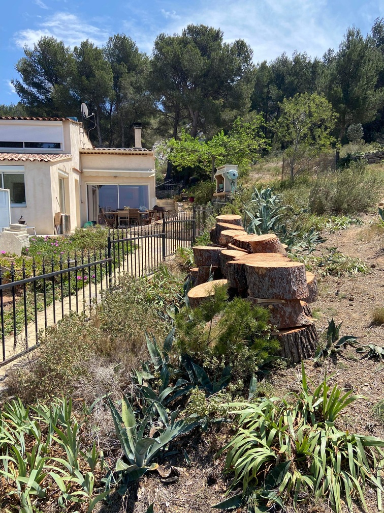 Après – Abattage par démontage de Pins à Martigues