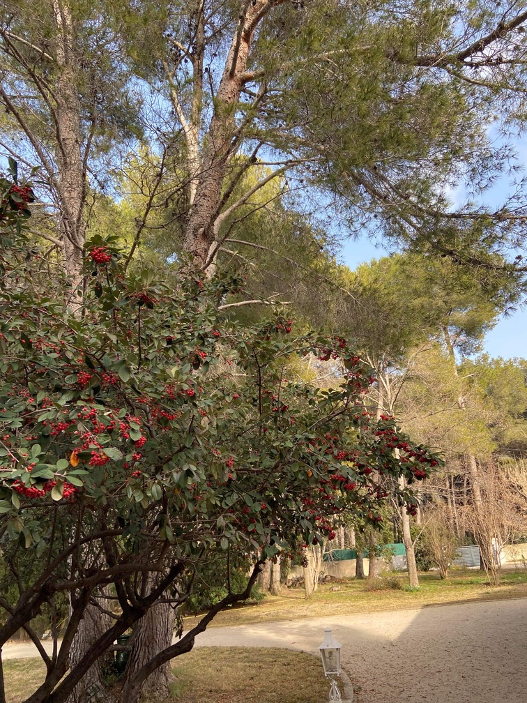 Avant – Abattage par démontage de Pins à St Mitre les Remparts