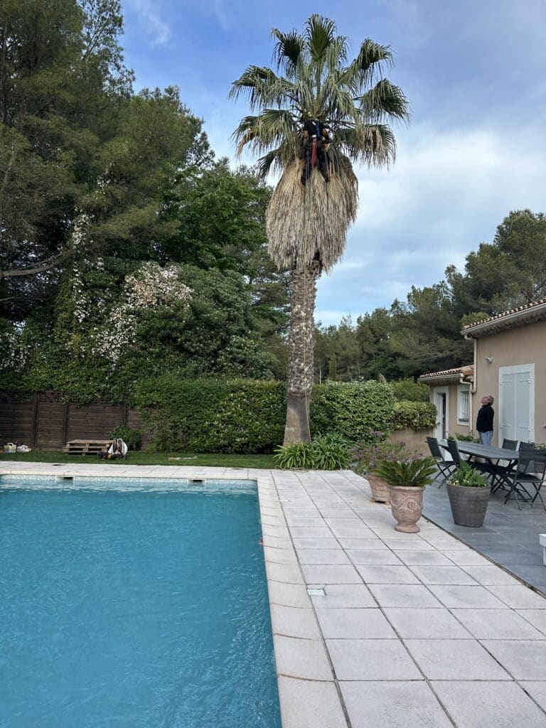 Un homme élague un palmier géant avec équipement de sécurité, dominant une piscine bleue et un patio. Un autre homme l'observe en contrebas, près de la maison et des outils de jardinage.