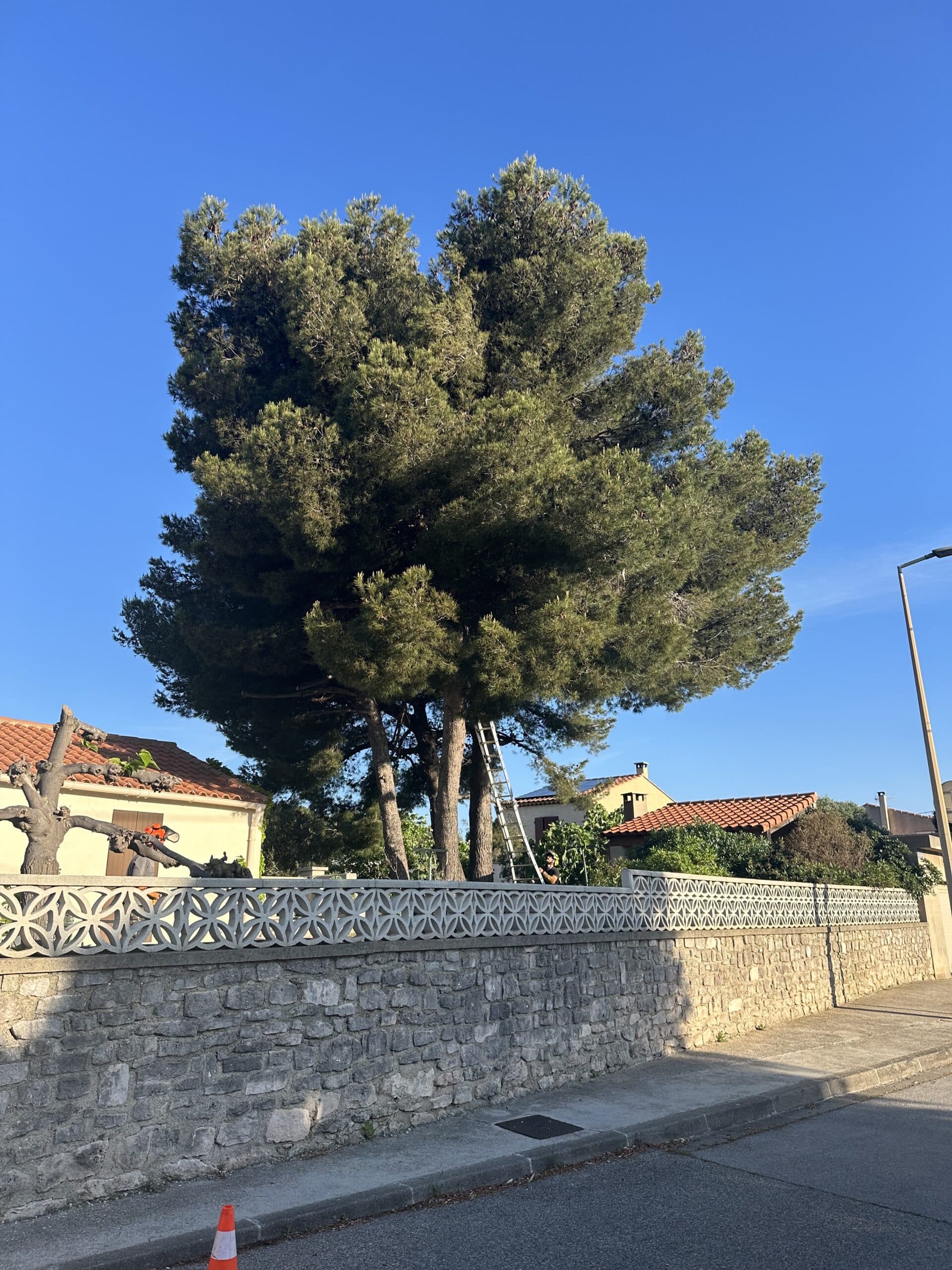 Élagueur sur échelle taille un grand pin près de maisons aux toits de tuiles, derrière un mur en pierre et clôture décorative sous ciel bleu. Cône orange.