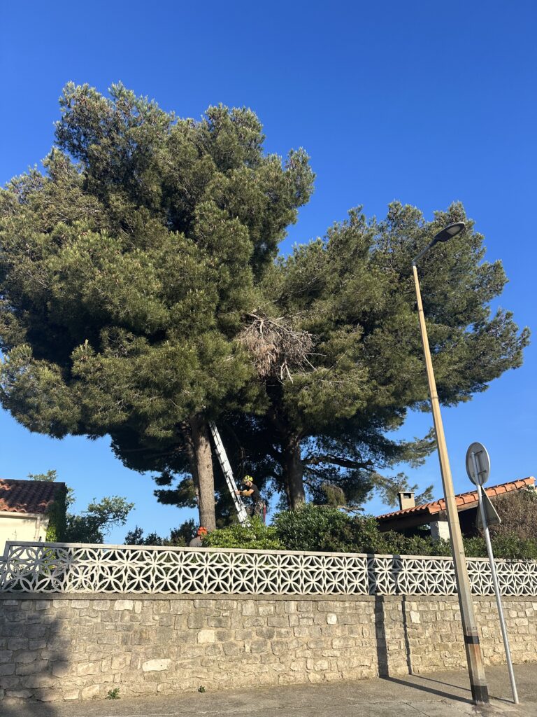 Arboriste sur échelle élaguant de grands pins avec nid visible, sous un ciel bleu éclatant. Mur en pierre et clôture décorative en premier plan.