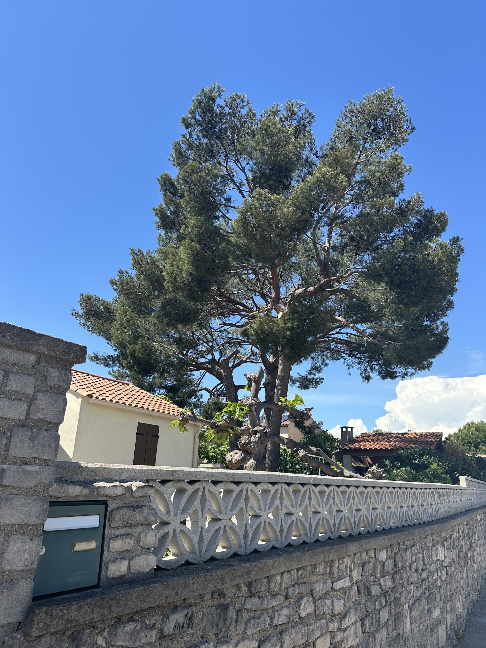 Grand pin sous ciel bleu azur, mur de pierre avec boîte aux lettres verte intégrée et clôture décorative, toits de tuiles, maisons et nuages blancs.