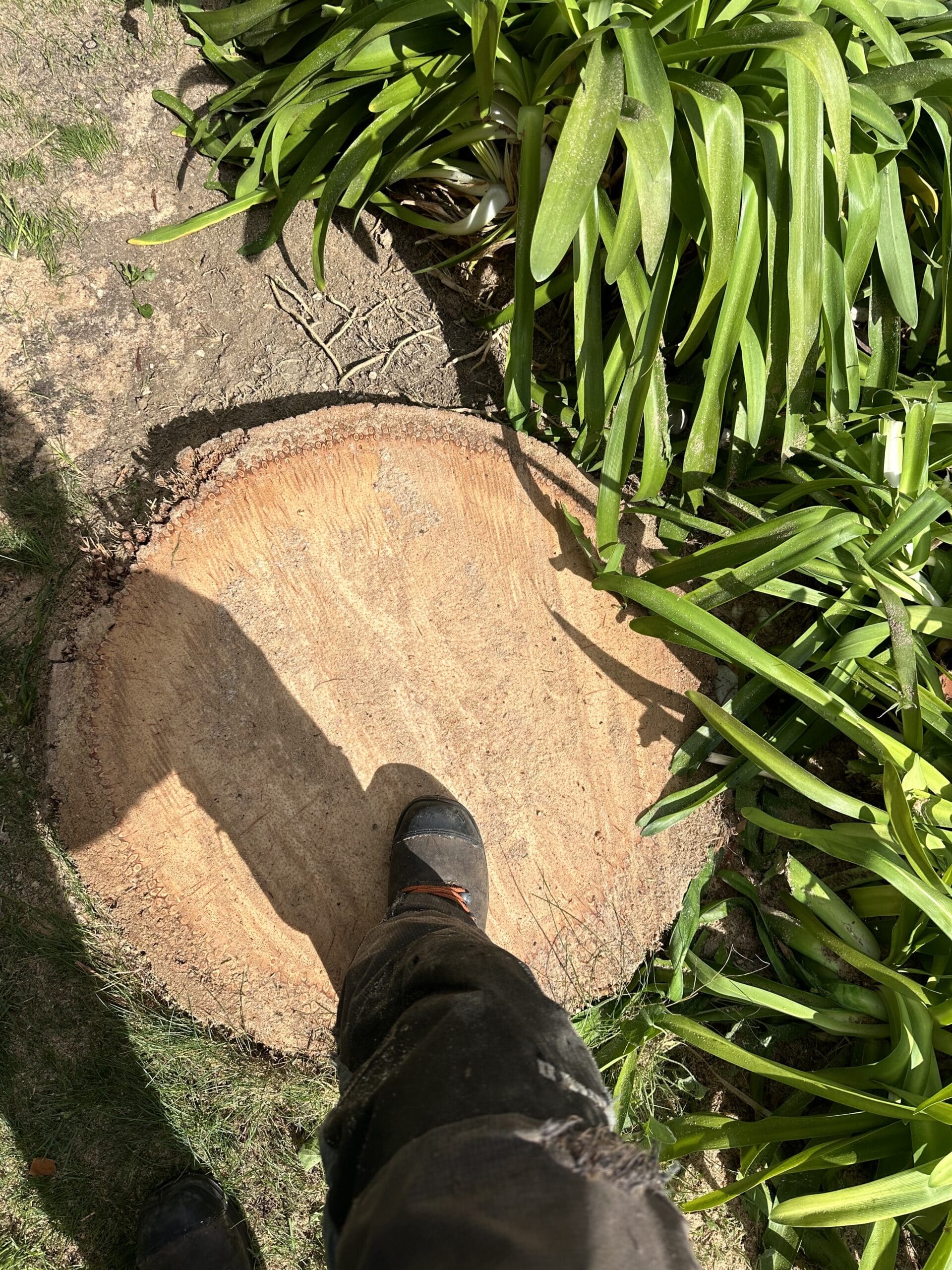 Pied en botte de travail sur une souche d'arbre fraîchement coupée, avec motif unique, entourée de plantes vertes dans un jardin ensoleillé.