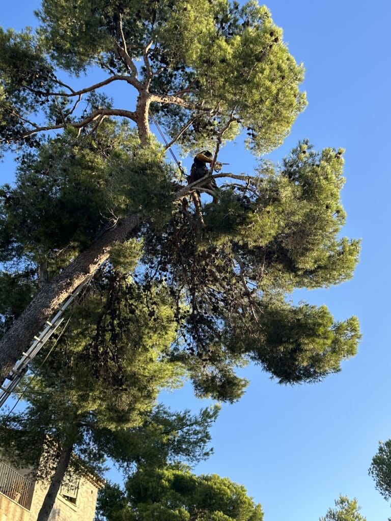 Arboriste professionnel élaguant un grand pin avec une tronçonneuse, sécurisé par des cordes, sous un ciel bleu dégagé.