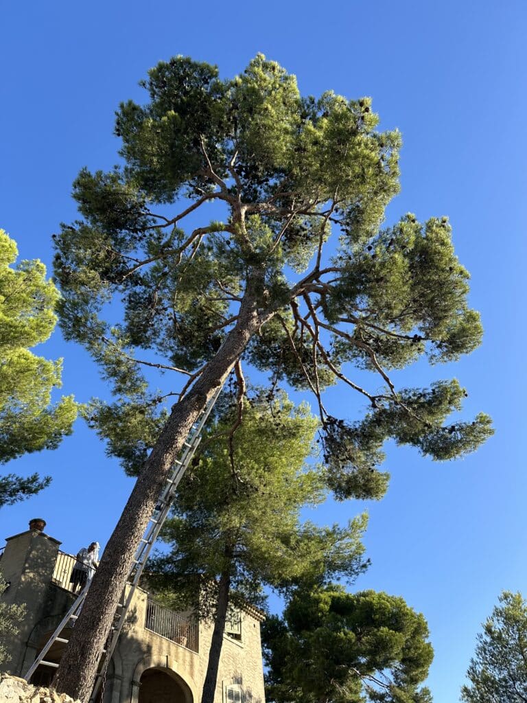 Élagage de pin près d'une maison avec échelle Vue en contre-plongée d'un grand pin avec une échelle appuyée contre le tronc, un homme sur un balcon supervise le travail.